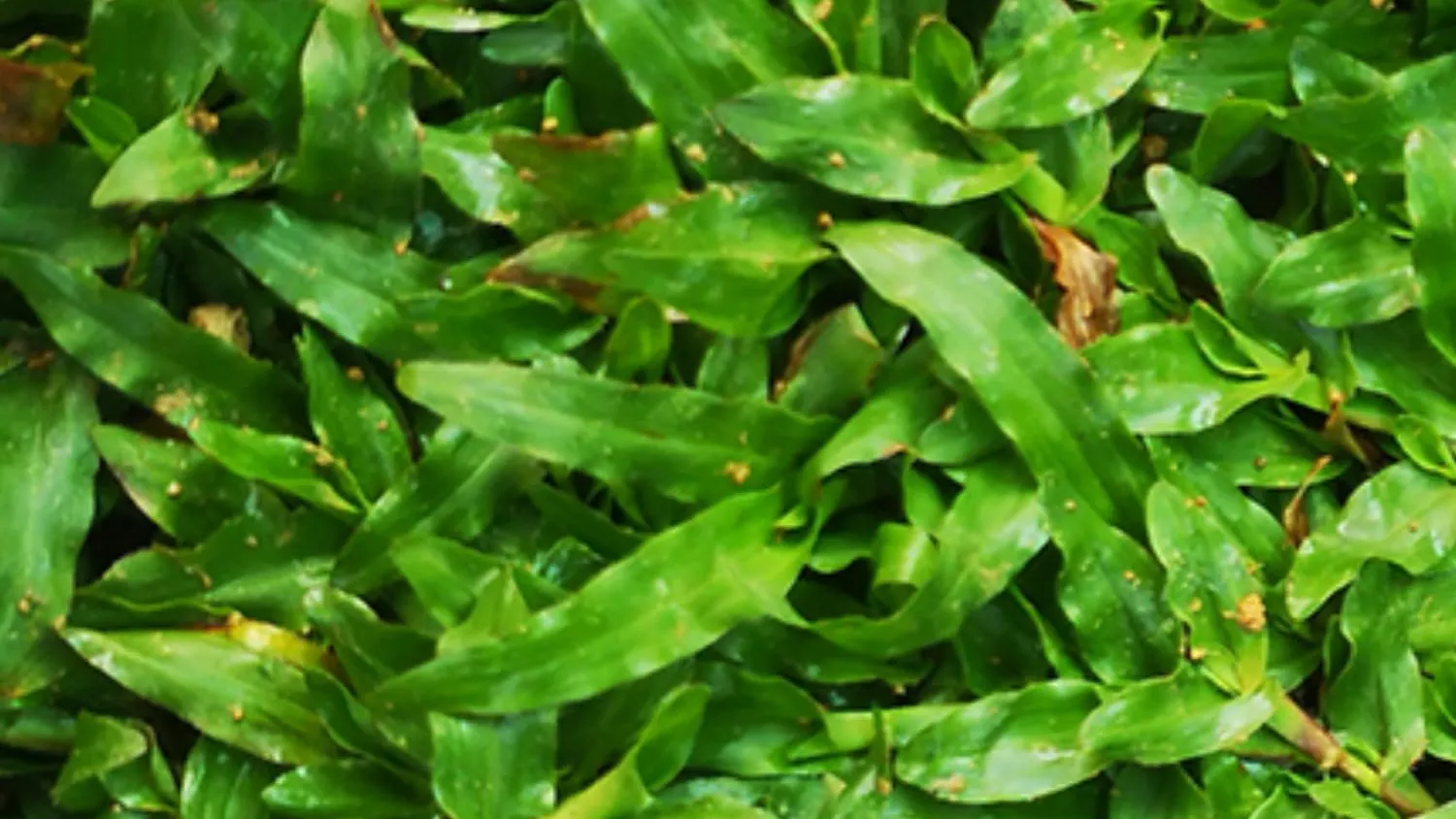 Pearl Grass Supply and Installation Bangalore